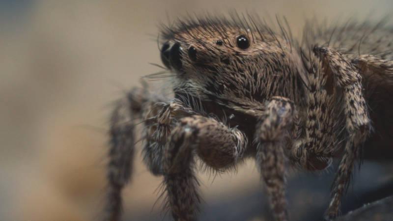 A jumping spider female looks on as a male attempts to court her. (Josh Cassidy/KQED)