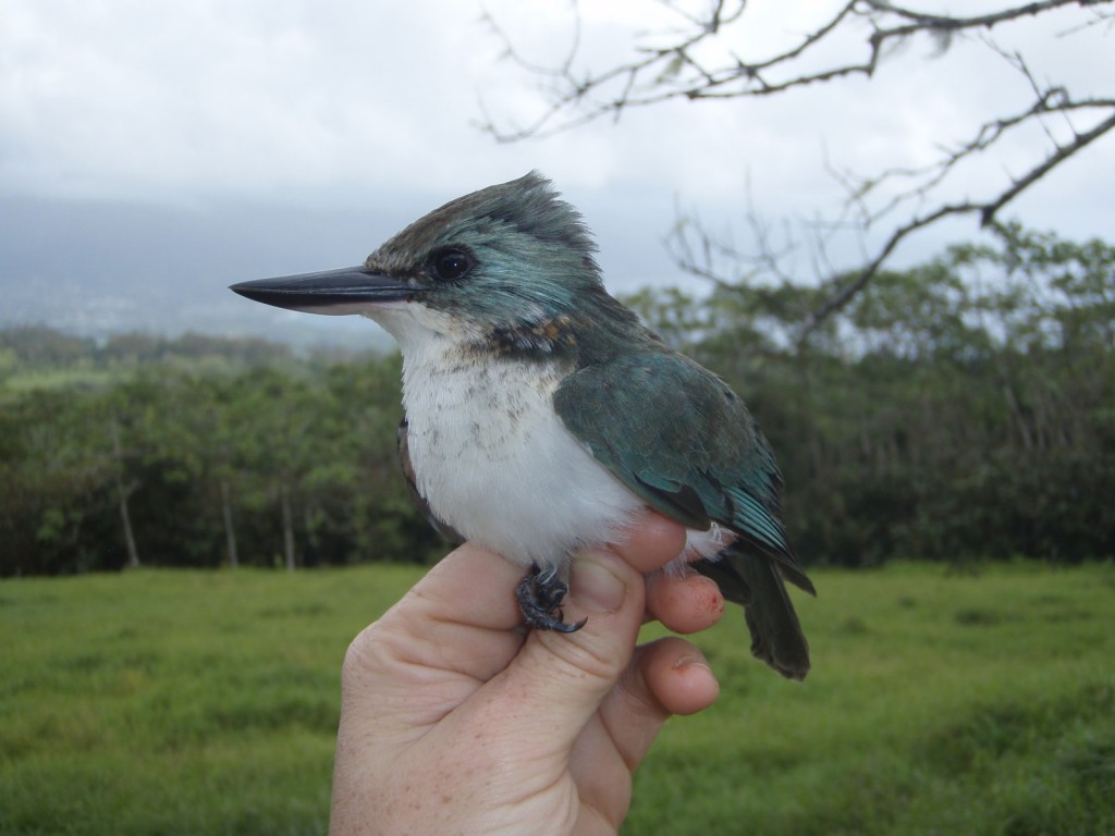 kingfisher A Tahiti Kingfisher (Todiramphus veneratus), one of the few native land birds in French Polynesia. Photo taken by Erica Spotswood on Tahiti