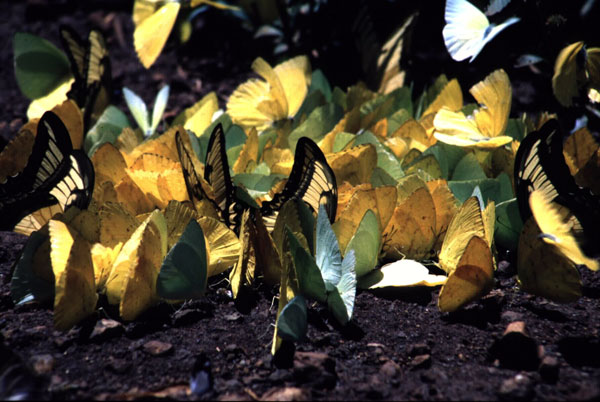 image for Organisms & Environment