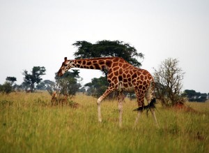 giraffe Image of giraffe
