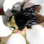 The California native bee species Bombus vosnesenskii, the yellow-faced bumble bee, forages on almond flowers that are located right next to rangelands habitat. (Alexandra Maria-Klein photo)