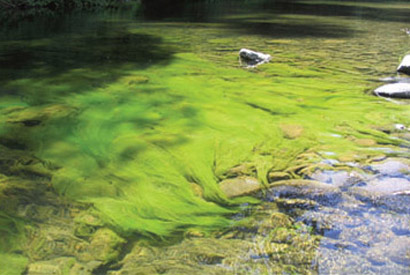 apex-algae-410