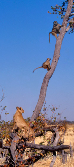 apex250 Image of predator and prey