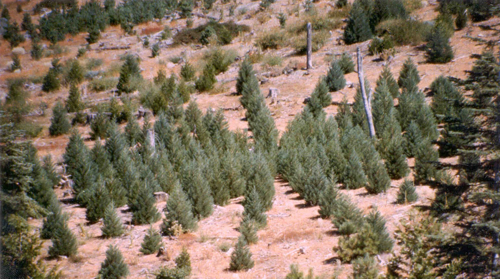 nedler-plot-resized