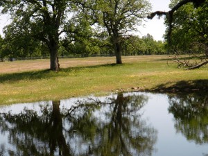 Oak-woodland oak woodland