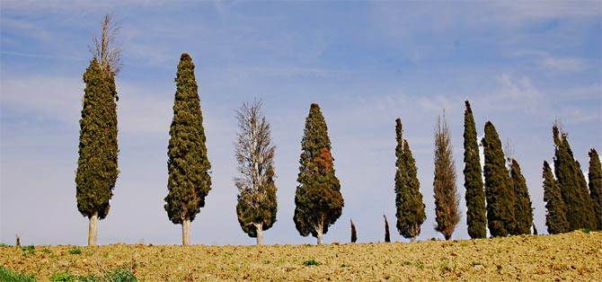 C-sempervirens670 A row of Italian cypress trees near Siena, a city in Italy's Tuscany region. A number of trees show symptoms of cypress canker disease. Researchers have traced the origin of the pathogen responsible for the disease back to California. (Photo by Robert Danti, Italian National Research Council)