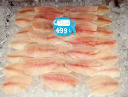 Tilapia