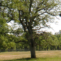 oaktree