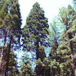 whitaker_forest_150