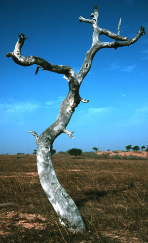 climate-tree300