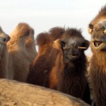 camels-homepage