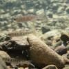Juvenile steelhead trout, shown here in a small stream pool, are hit hard when water levels are low. (Ted Grantham photo)