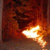A prescribed fire in the central Sierra Nevada is set to reduce fuel that could otherwise feed a catastrophic wildfire. (Jason Moghaddas photo)