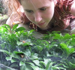 Searching for agelenids (funnel-weaving spiders) in the low vegetation of a Long Island back yard. Spider is in the lower left corner of the photo.