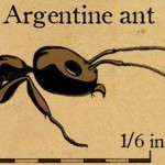 argentineant