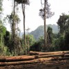 Logging in a tropical forest. Photo courtesy of Ben Ramage