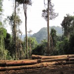 Logging in a tropical forest. Photo courtesy of Ben Ramage