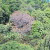 Image of a tree killed by sudden oak death syndrome.