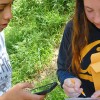 Two students collecting bay leaf data.