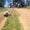 More_weeding