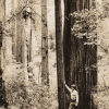 Redwood grove photo taken by Weislander.