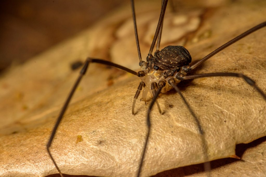 Daddy Longlegs Risk Lifeand Especially Limbto Survive