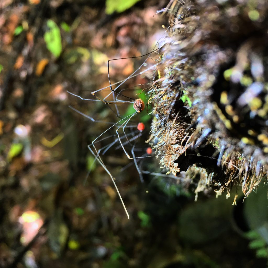 Daddy Longlegs Risk Lifeand Especially Limbto Survive