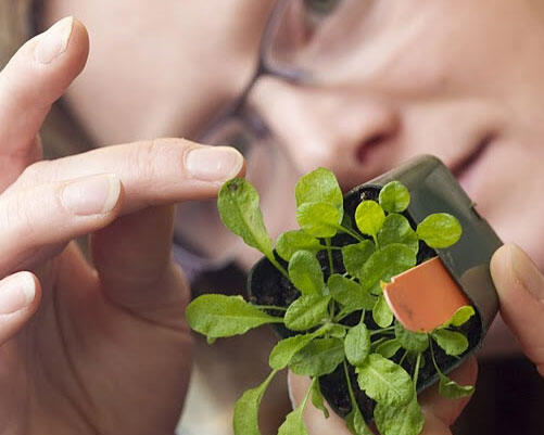 A student in a lab looking at a plant