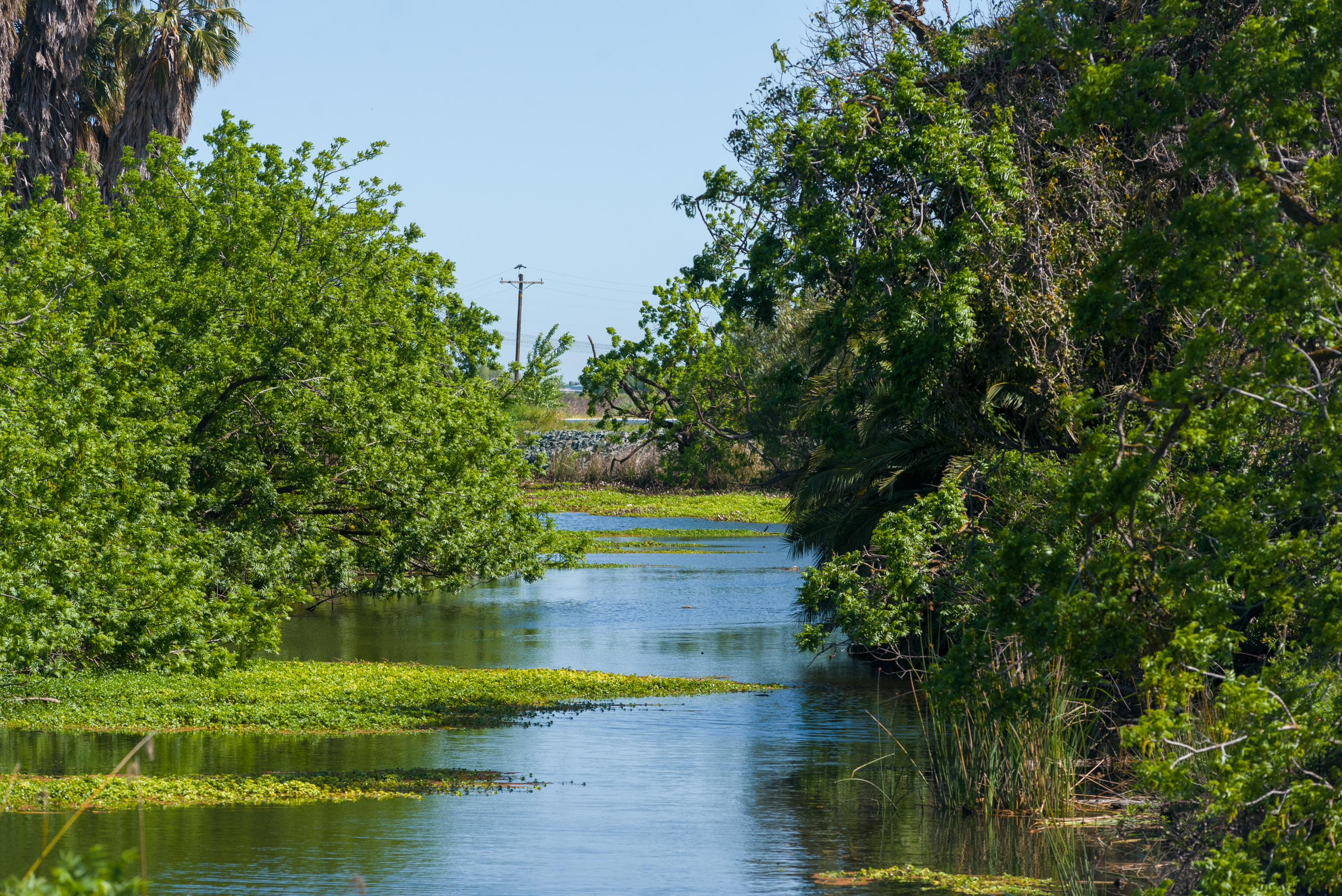 Image of wetland in the Sacramento-San Joaquin Delta 