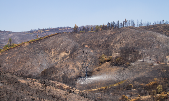 An oak woodland landscape completely scorched after a wildfire.