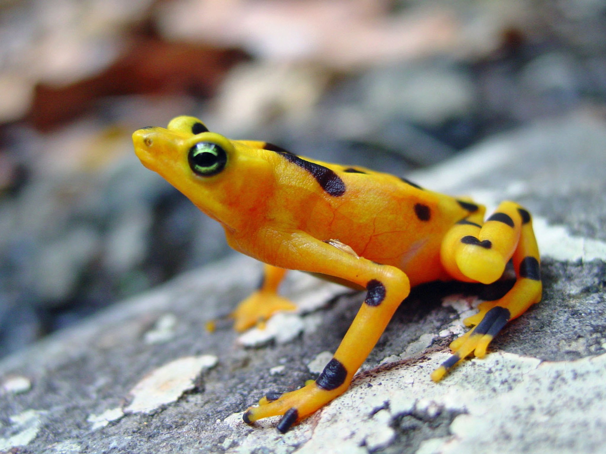 Some species of endangered frogs  may be making a comeback 