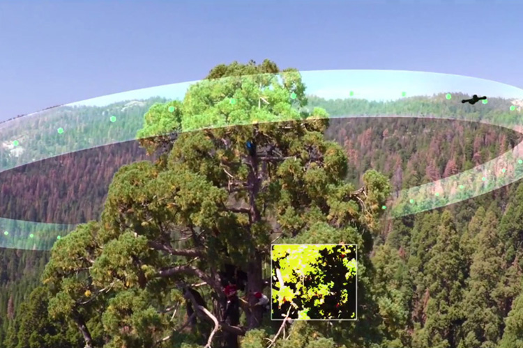 A drone flies around a giant sequoia