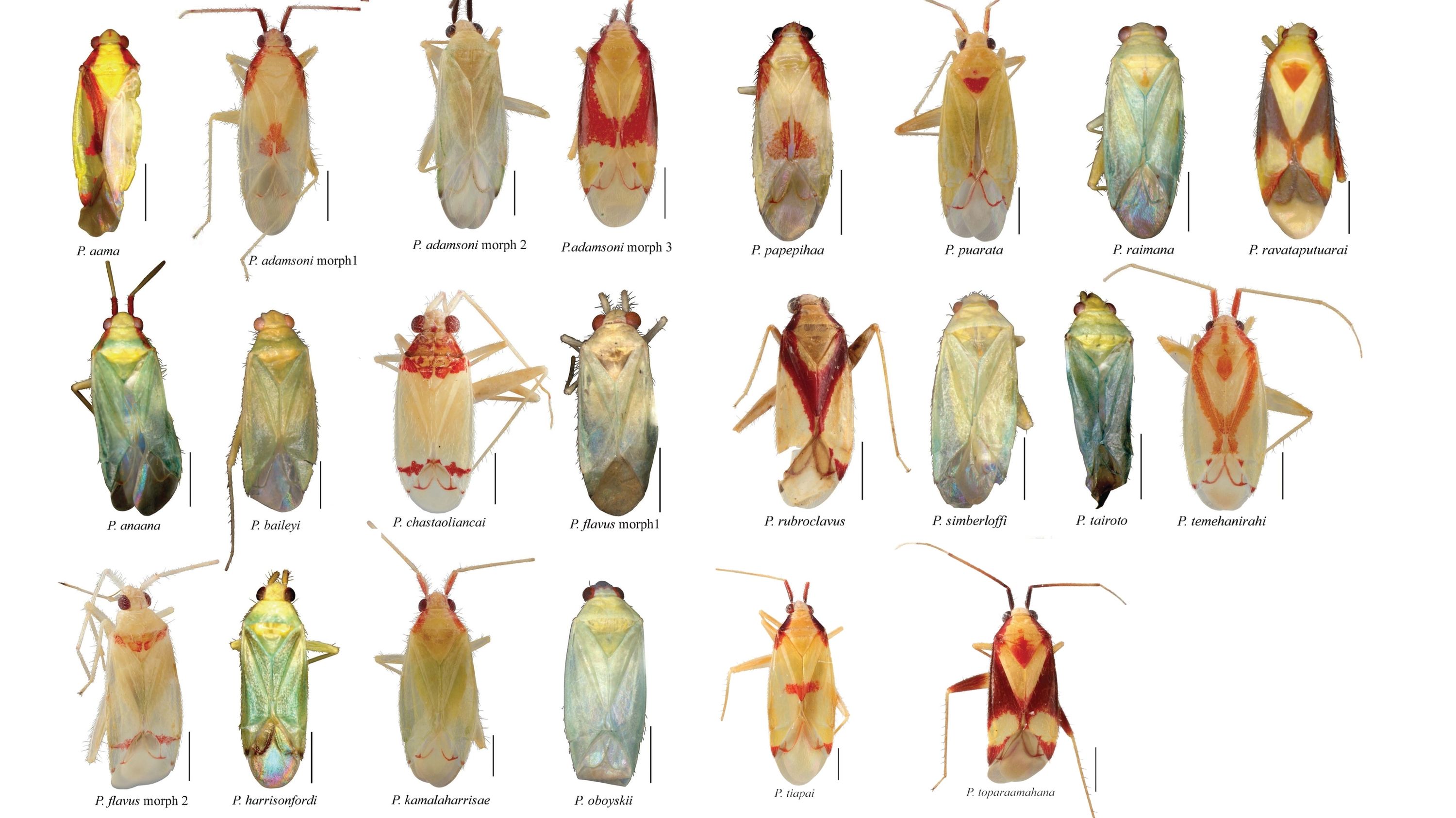 Tahiti new bug inventory photo