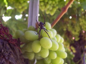 Black widow spider on grapes