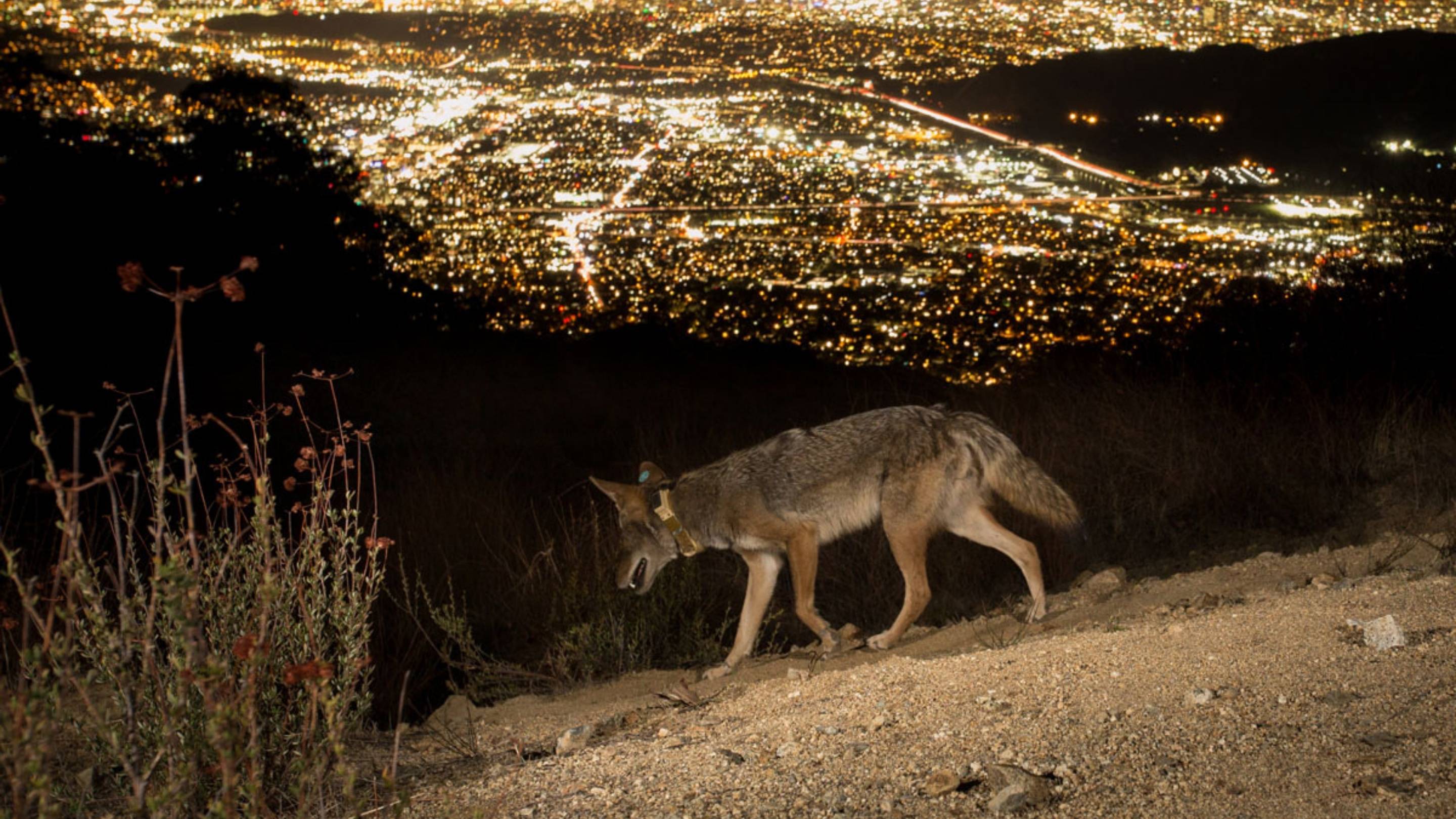 A photo of a coyote at night in the hills above Los Angeles, CA.