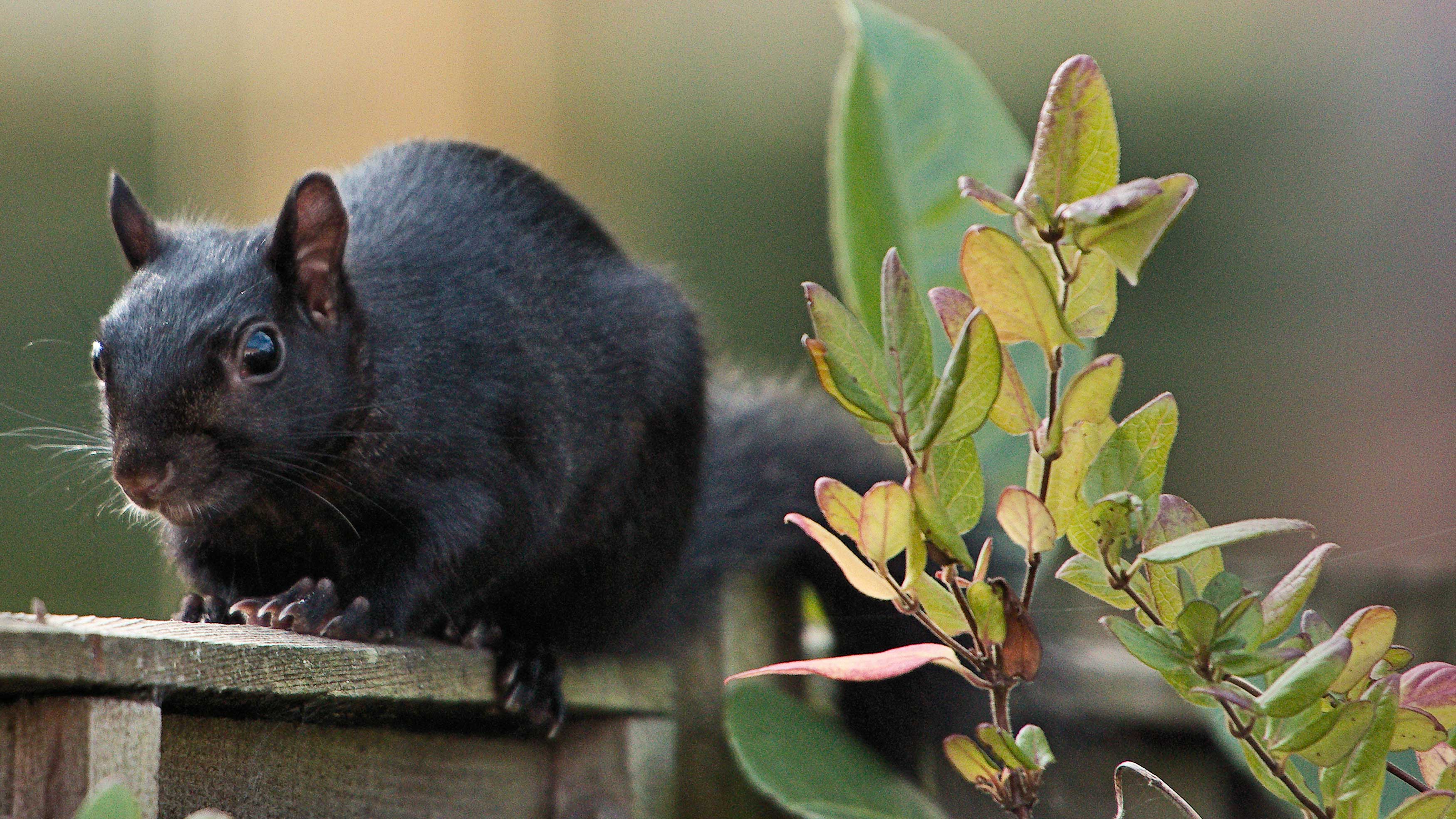 A black squirrel