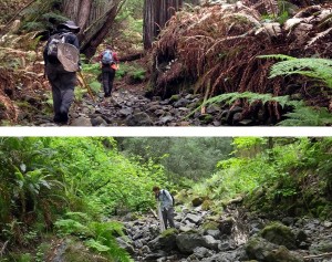 Researchers sampling California streams