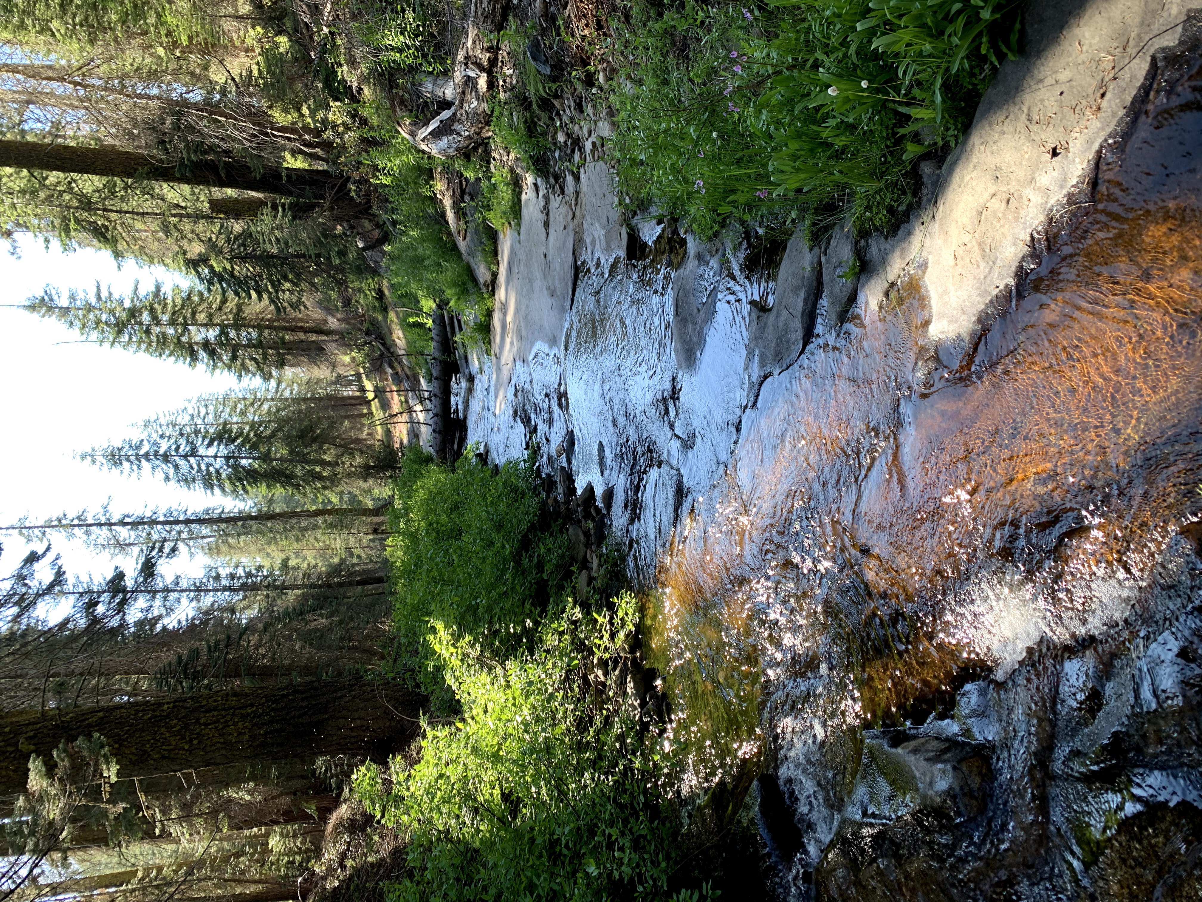 Sierra Nevada stream surrounded by wilderness