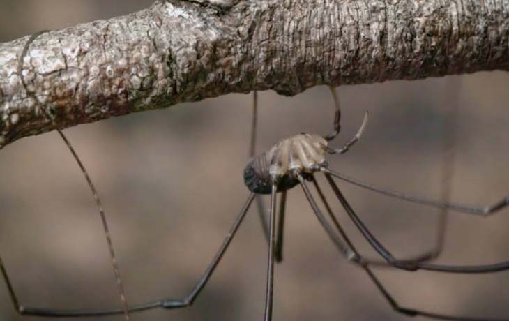 Daddy long legs : r/confusingperspective