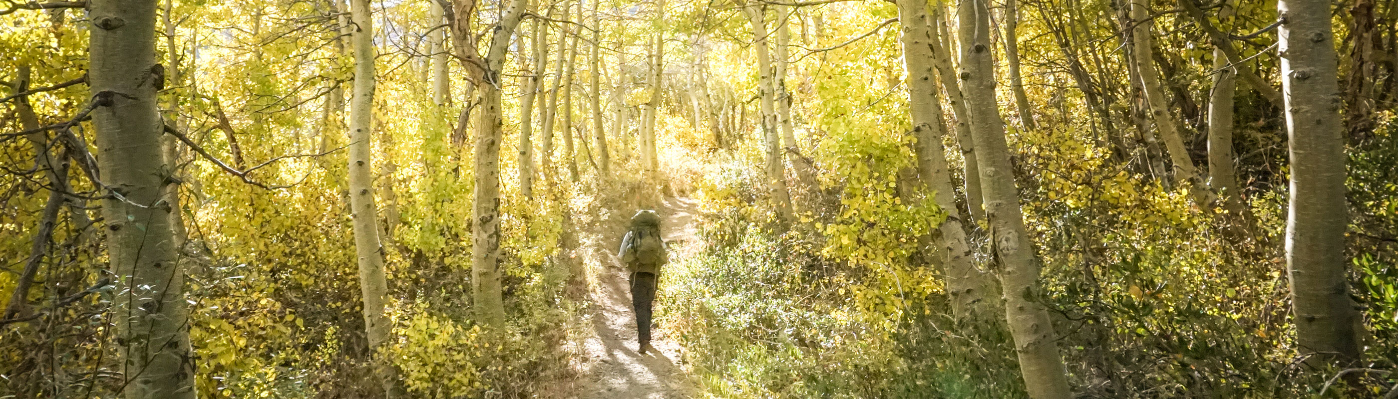 A backpacker walking amidst a forest of trees with yellow leaves