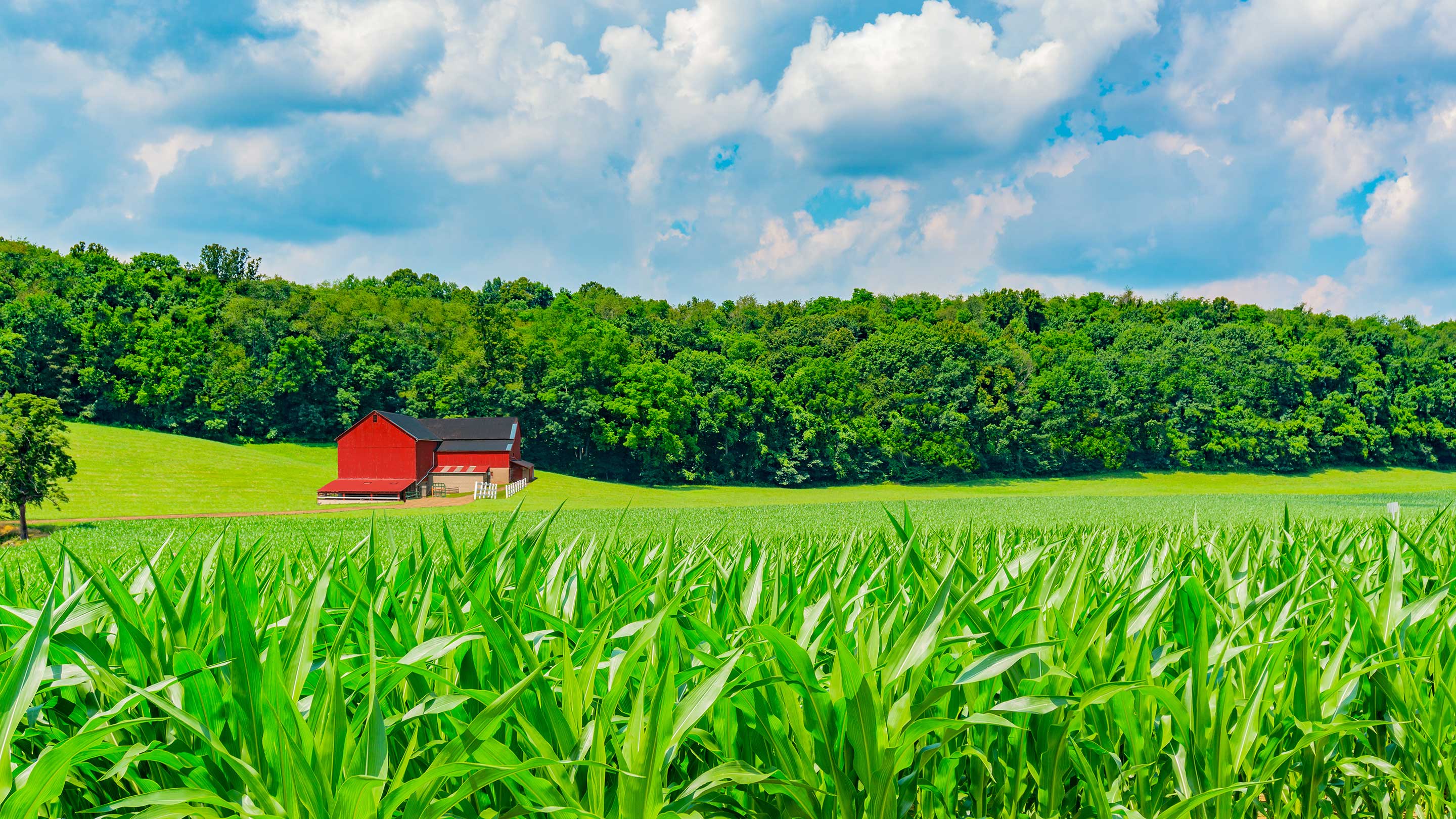 A corn field with a barn and forest in the background