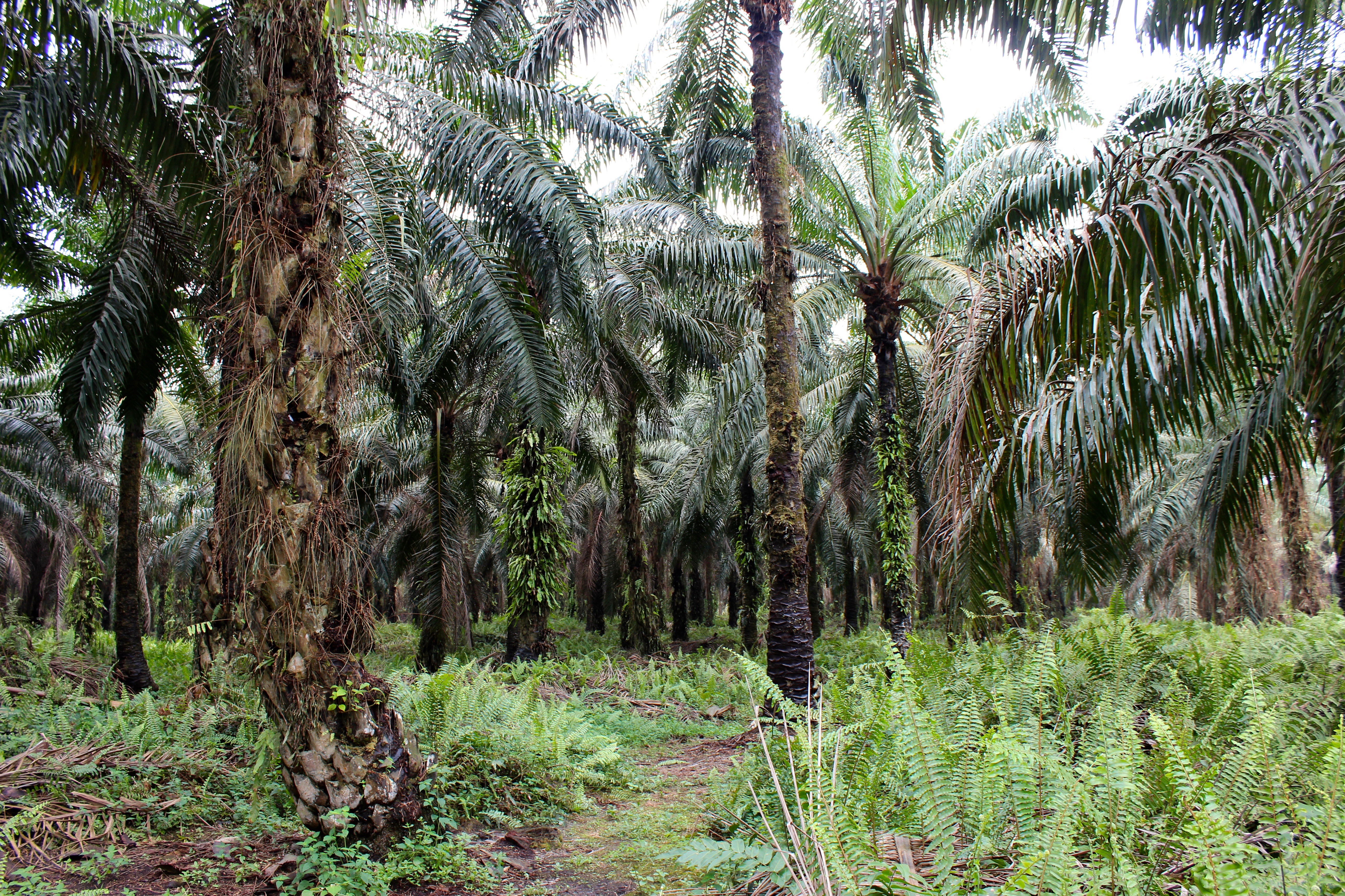 Plant palm oil plantations where they're sustainable — in Florida