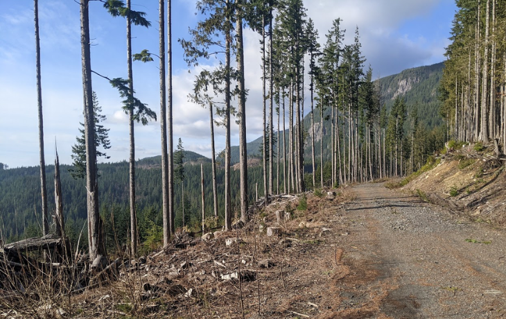 A thin row of trees line a dirt road in the mountains. A forest of green trees can be seen in the background.