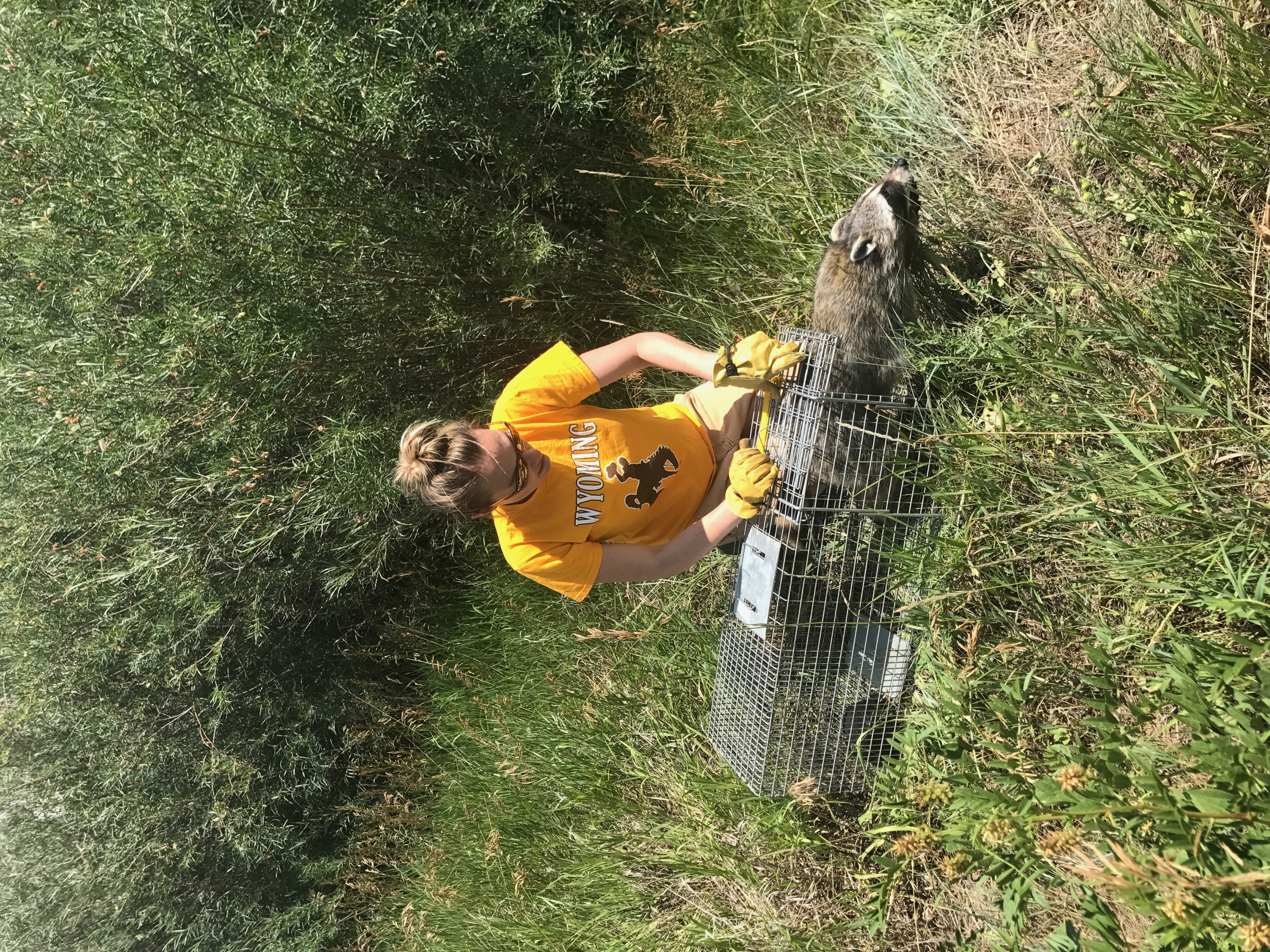 Lauren releasing a raccoon from a trap during the daytime outdoors