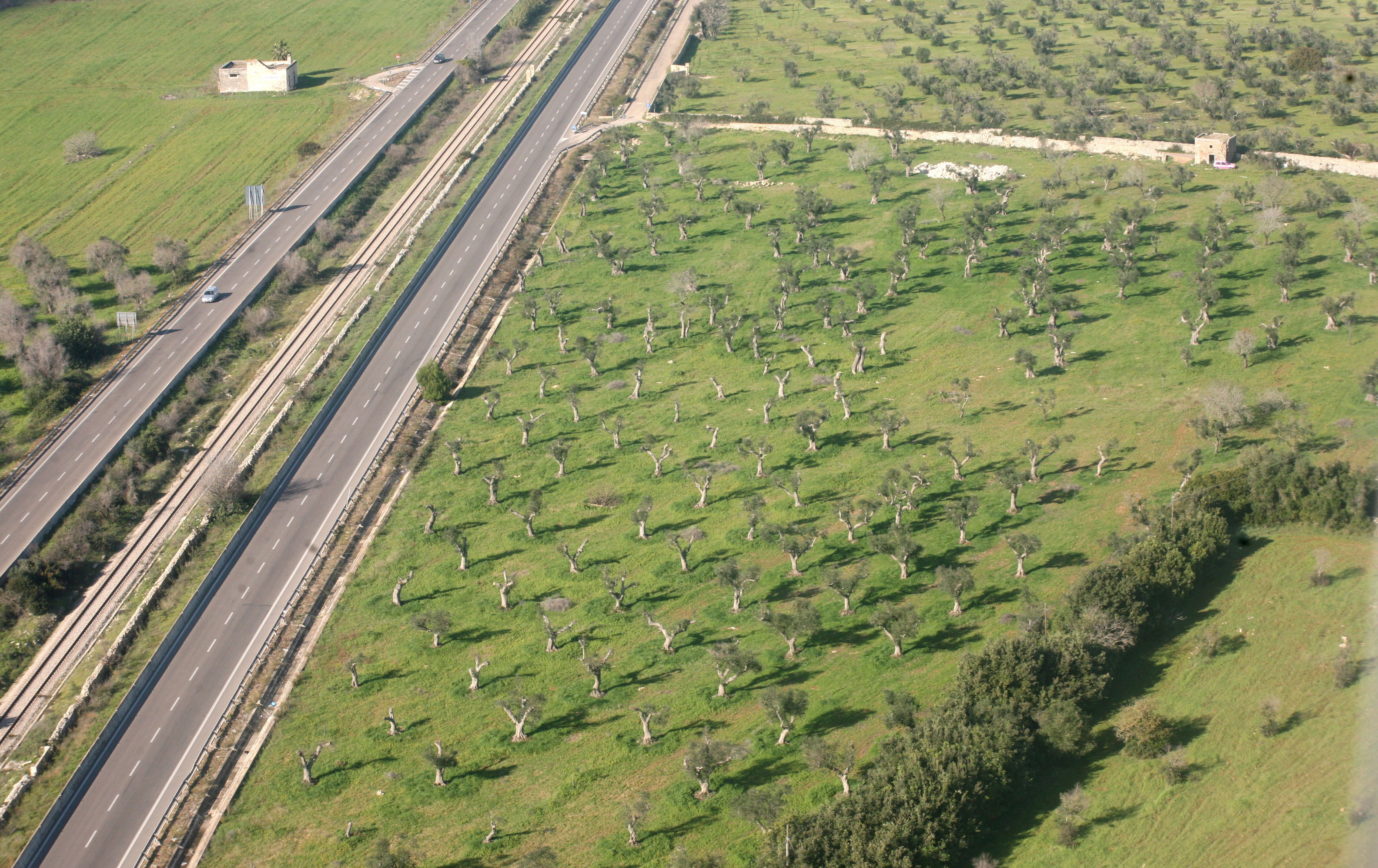 Olive trees beside a highway in Italy