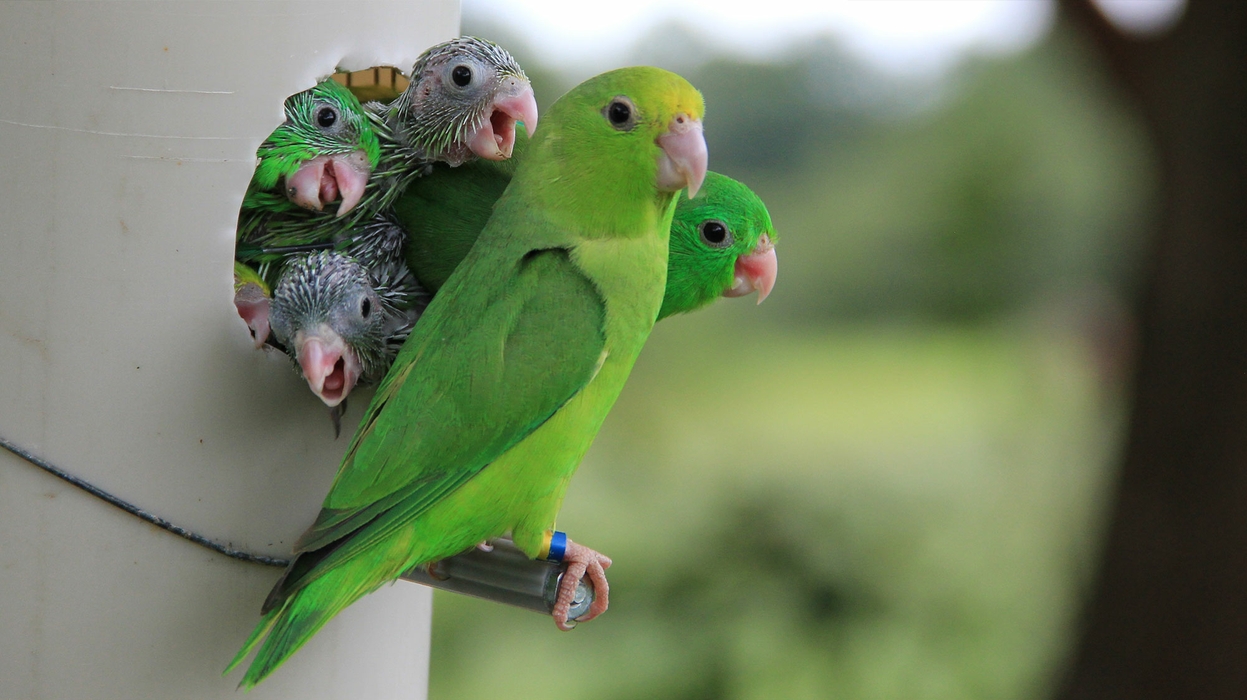 Green parrots, an adult and juveniles