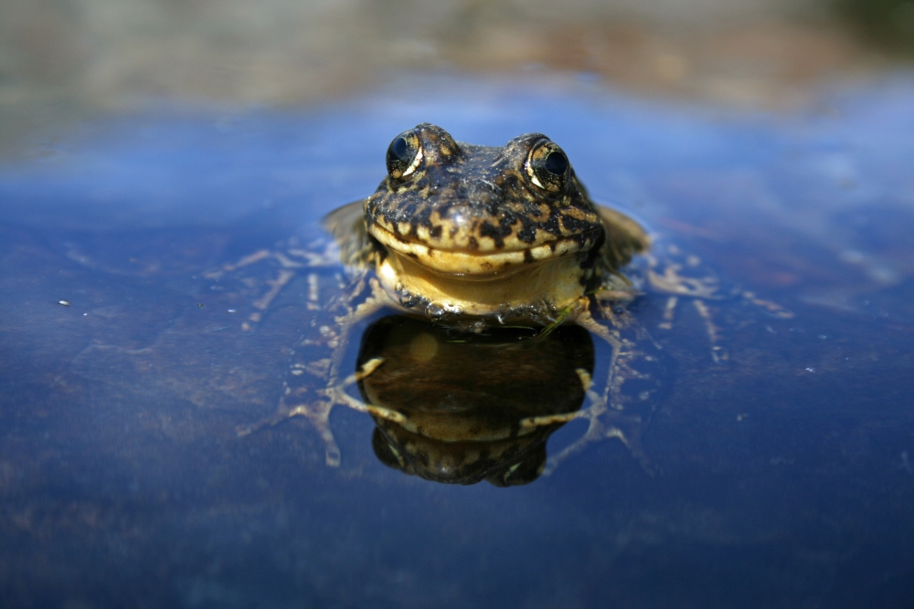 The yellow-legged frog is making an amazing recovery as documented by UCSB researcher.