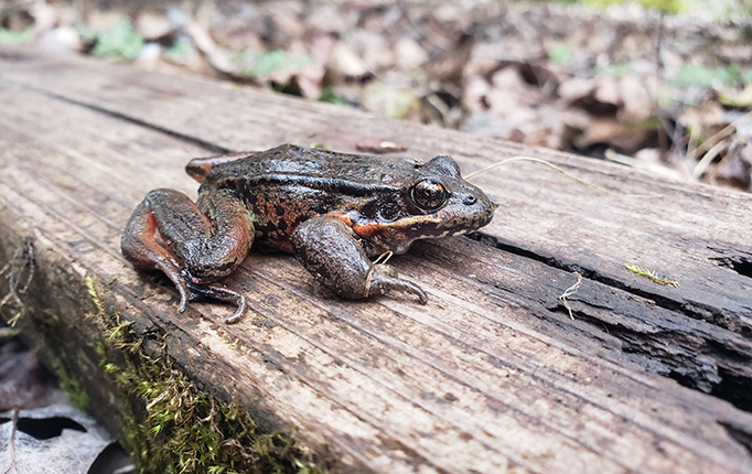A red legged tree frog on a piece of wood