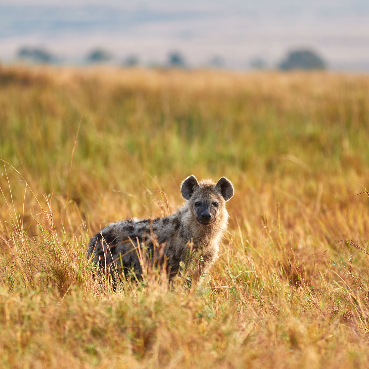 Image of a hyena in prairie field.