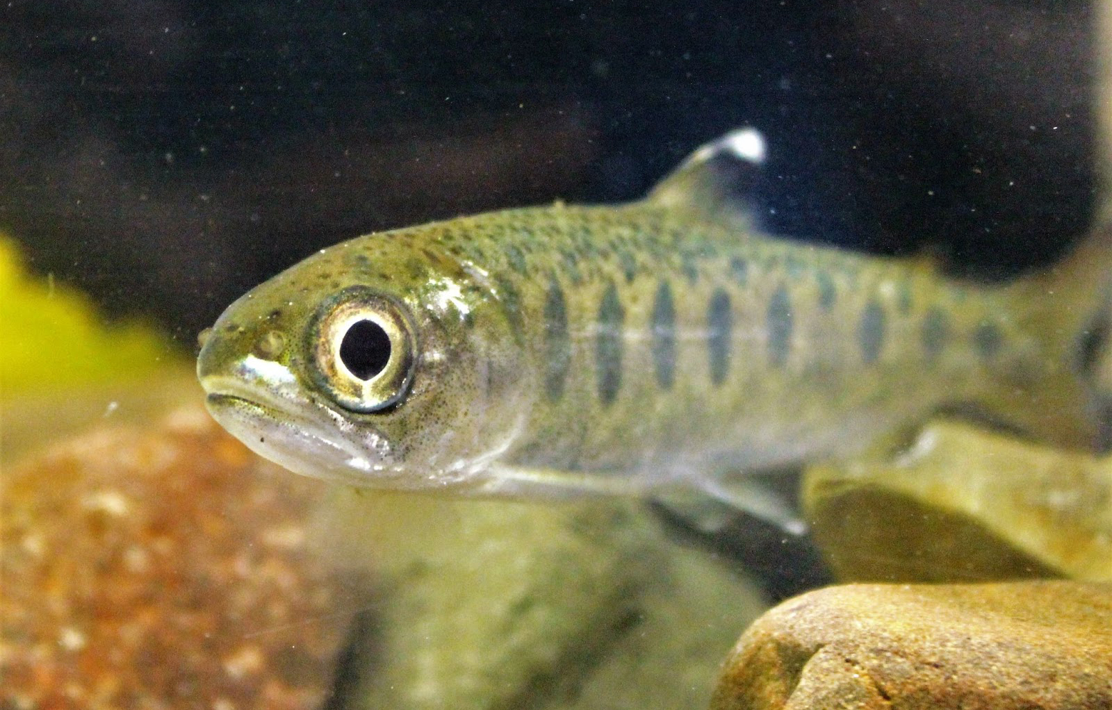An underwater photo of a juvenile coho salmon